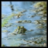 Grenouille verte