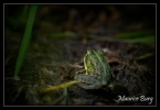 Grenouille verte