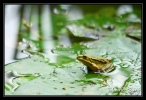Grenouille verte