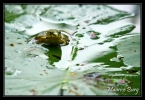 Grenouille verte