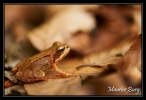 Grenouille agile