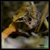 Grenouille agile