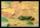 Grenouille verte