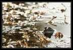 Grenouille verte