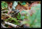 Grenouille agile (ou pisseuse)