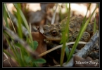 Crapaud commun