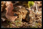 Crapaud commun