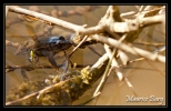 Grenouille rousse
