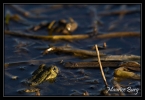 Grenouille verte