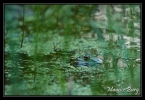 Grenouille verte
