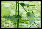 Rainette verte (arboricole)