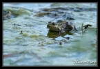 Grenouille verte