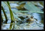 Grenouille verte