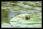 Grenouille verte