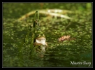 Accoudée au comptoir (grenouille verte)