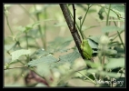 Rainette verte