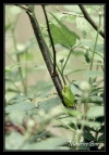 Rainette verte