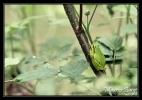 Rainette verte