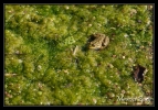 Batraciens