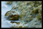 Grenouille verte