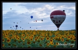 air_ballons_42
