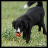 border collie