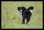 border collie2