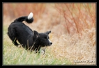 border collie4