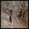 Chamois