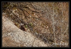 Chamois