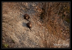 Chamois