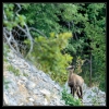 Chamois