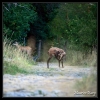 Chamois