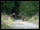 Chamois