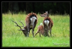 Toute la famille