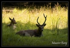 Cerf  Syka