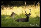 Cerf  Syka