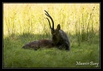 Cerf  Syka