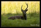 Cerf  Syka