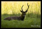Cerf  Syka