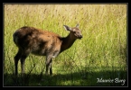 Cerf  Syka