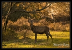 Cerf élaphe