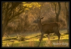 Cerf élaphe