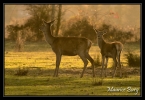 Biche et faon