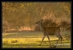 Biche