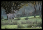 Biche