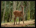 Biche