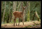 Biche