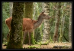 Biche