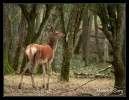 Biche